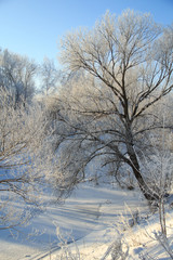 Fototapeta na wymiar Winter frost
