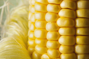 corn on white background