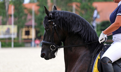 Obraz premium Horse rider women riding on a dressage horse