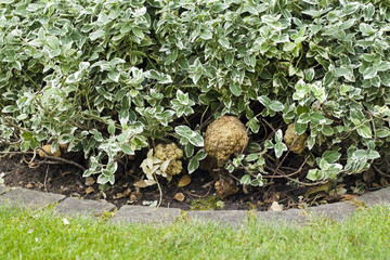 Pflanzengallen an einer Kriechspindel-Staude