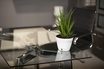 Glass table in modern office, table pot and chair