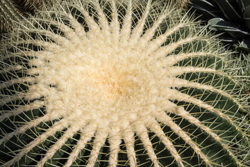 Fass Kaktus von oben fotografiert - Photographed barrel cactus from above