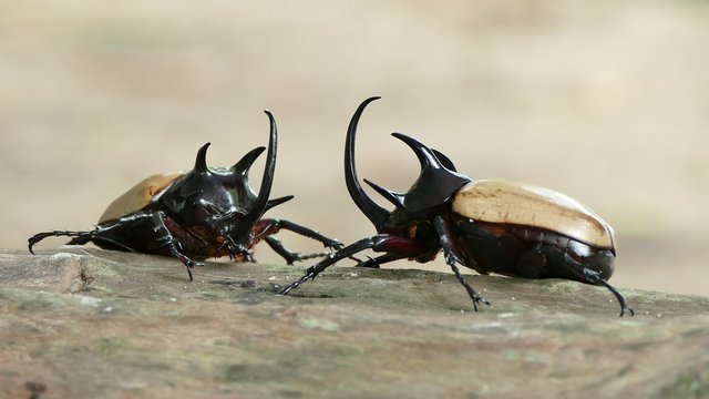  Fighting style of yellow five horned beetle (4K)
