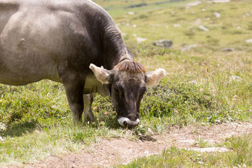 Naklejka premium Vache en montagne