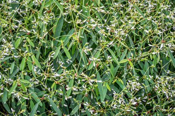 background of flowering euphorbia plant