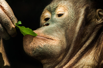 Orangutan Teenager © zemkooo2