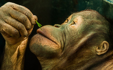 Orangutan Teenager