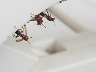 hornets make their nest on a chair