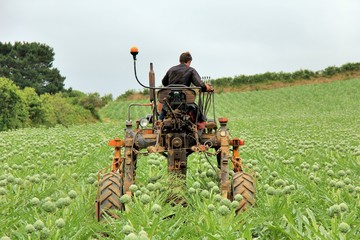 Cultivateur sur son tracteur dans un champ d'artichauts