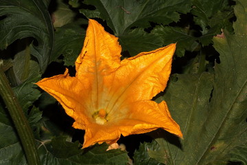Fiore di zucchina