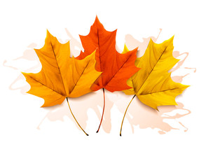 Autumn background with a three colorful leaves. Vector.