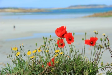 Une plage en fond et des coquelicots en premier plan