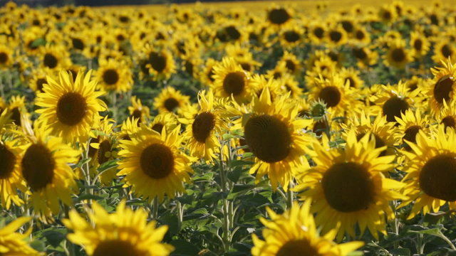 Big field with the blossoming sunflowers lit with the sun