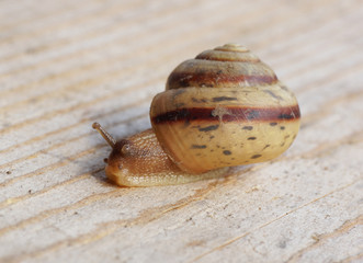 Snail crawling on the wood surface.