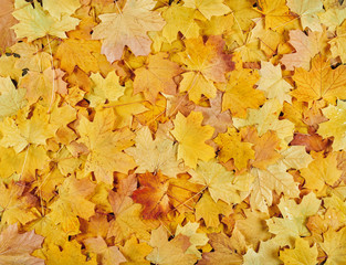 closeup autumn maple leaves as background
