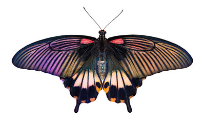 Fototapeta na wymiar Papilio butterfly on white background