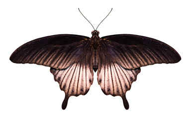 Black Papilio butterfly on white background