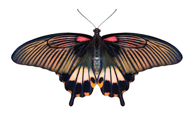 Papilio vlinder op witte achtergrond