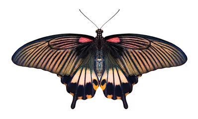 Afwasbaar Fotobehang Vlinder Papilio vlinder op witte achtergrond