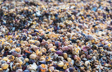 Background of multicolored seashells