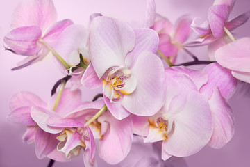 Naklejka na ściany i meble Beautiful background of Phalaenopsis orchid flowers
