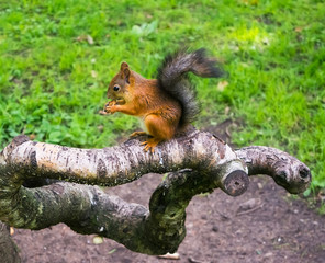 Pretty squirrel with nut in the forest