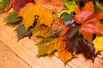 Natural background of maple leaves