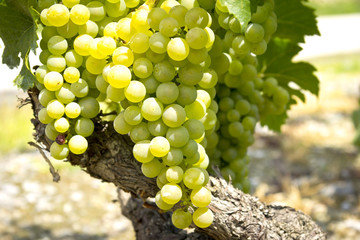 Grapes in the Vineyard
