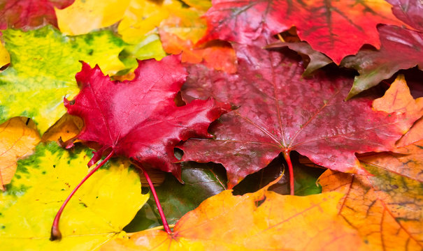Natural background of wet maple leaves
