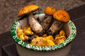 boleti and chanterelles in a pot