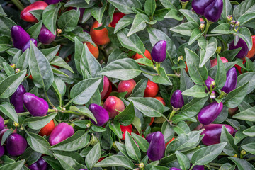 hot loco pepper in garden