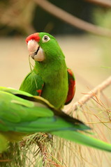Piękna zielona papuga w Loro Park na Teneryfie
