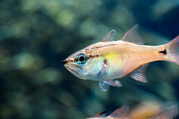 Fototapeta premium 熱帯魚 海水魚 