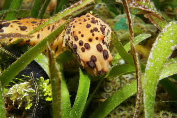 Head of three-rowed sea cucumber underwater