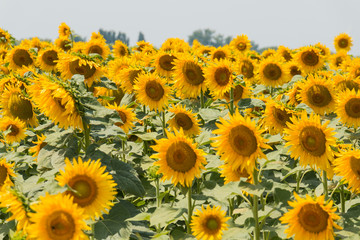 Fototapeta na wymiar Field of blooming sunflowers - horizontal