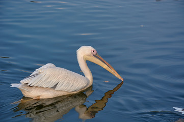Pelican floating on the water