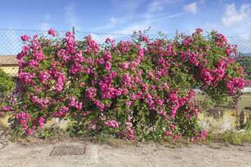 Rosenwand bei Porto Azzurro, Elba, Toskana, Italien