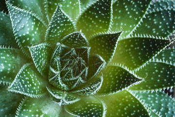 Aloe aristata Succulent  Plant abstract details