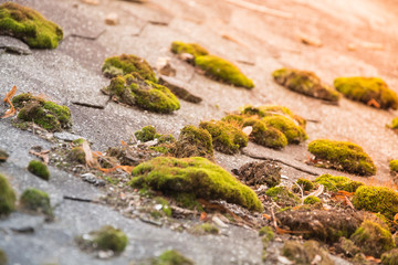 Moss on the roof