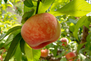 Peach fruits on a tree