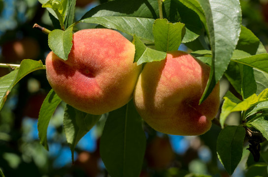 Peach fruits on a tree