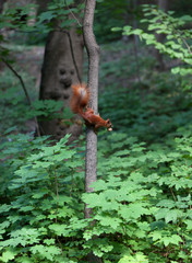 Red squirrel on tree with walnut
