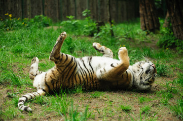 tiger