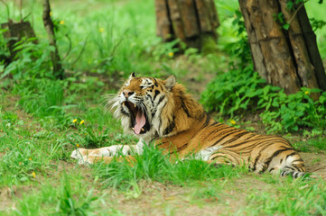 tiger