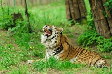 tiger