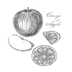 Fototapeta premium sketch of apple and orange