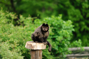 monkey