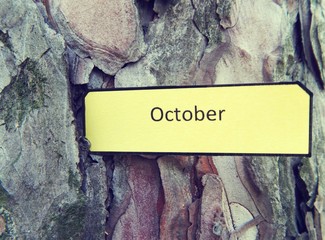 Tree bark and a paper note October
