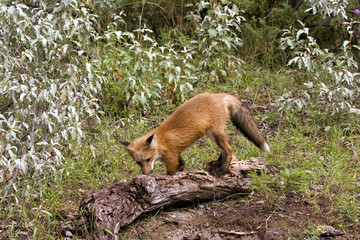 Red Fox Exploring