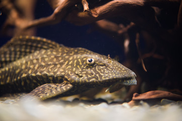 sea fish